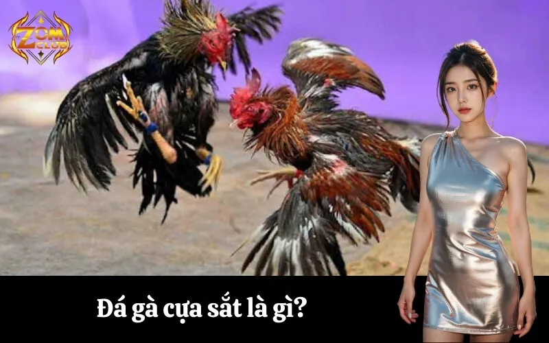 Đá gà cựa sắt là gì